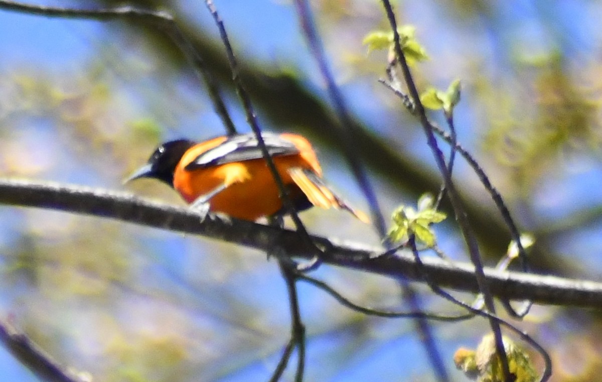 Baltimore Oriole - ML634743113