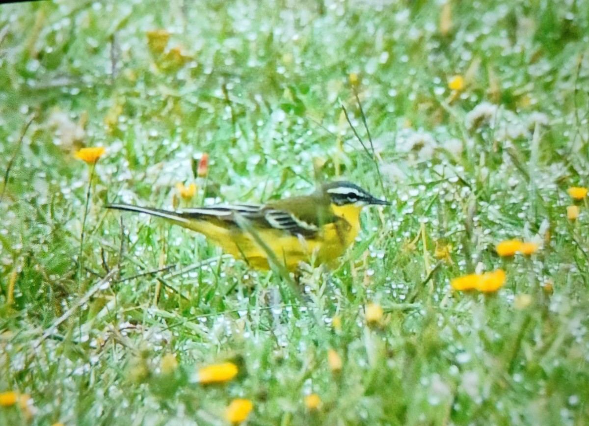 Western Yellow Wagtail (flava) - ML634743143