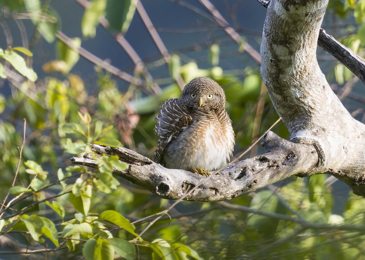Asian Barred Owlet - ML634743281