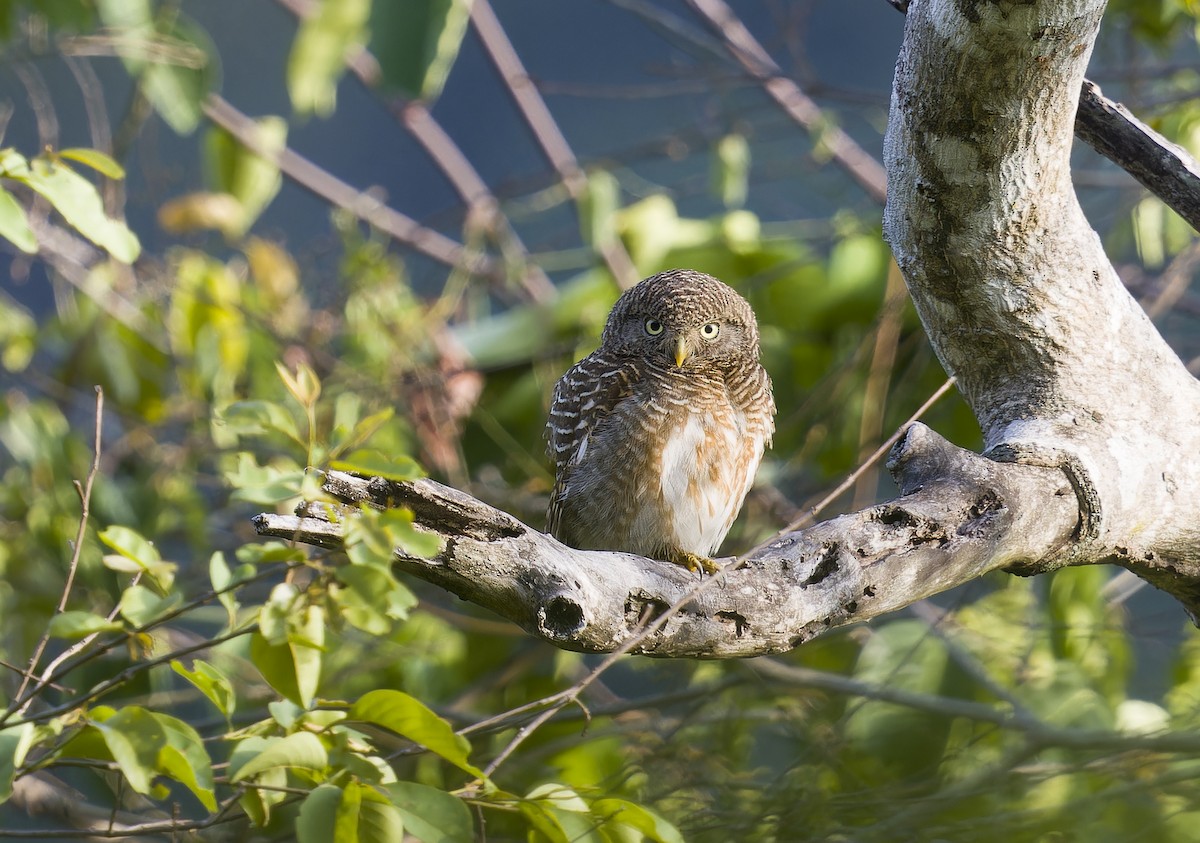 Asian Barred Owlet - ML634743284
