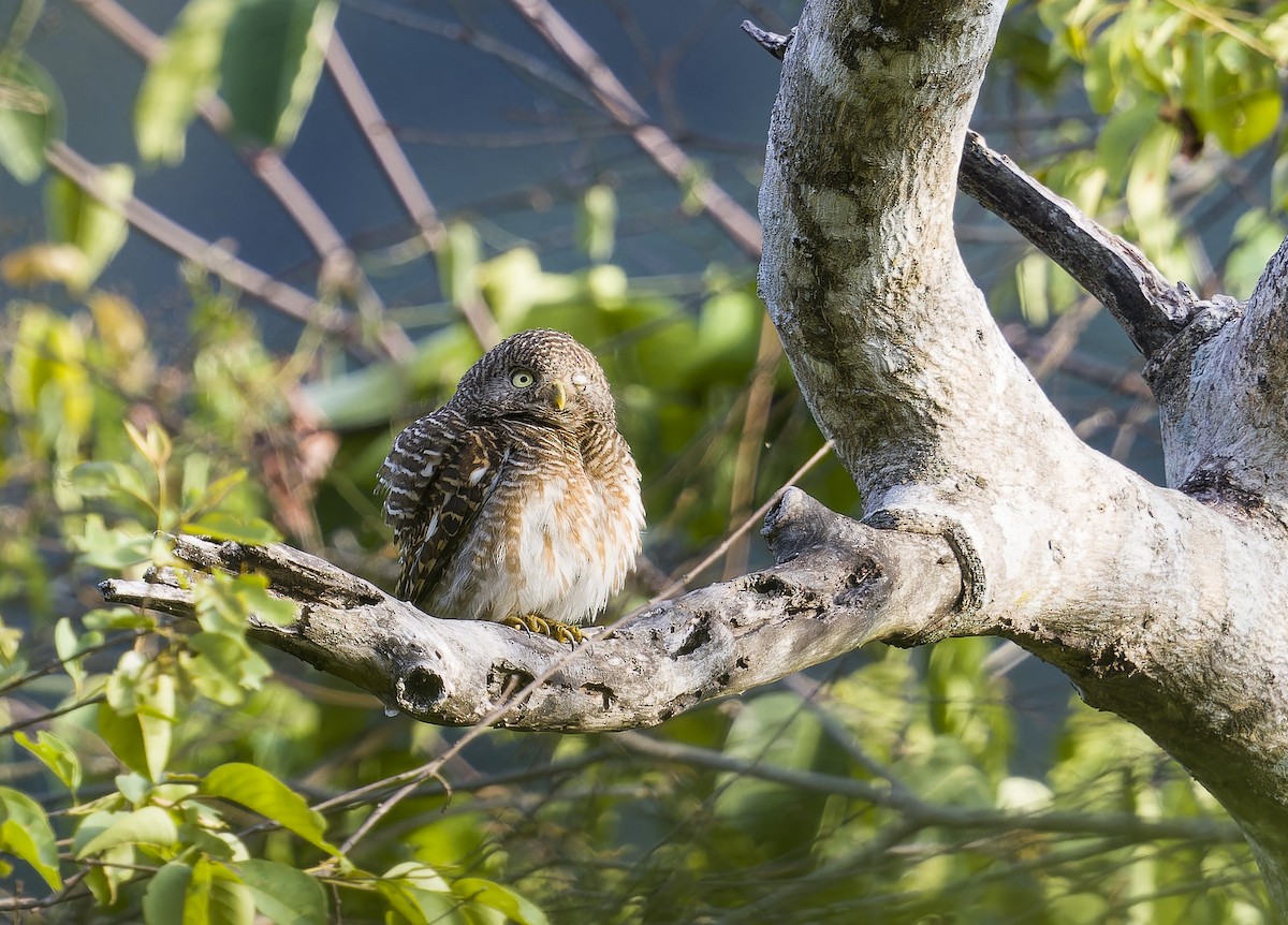 Asian Barred Owlet - ML634743285