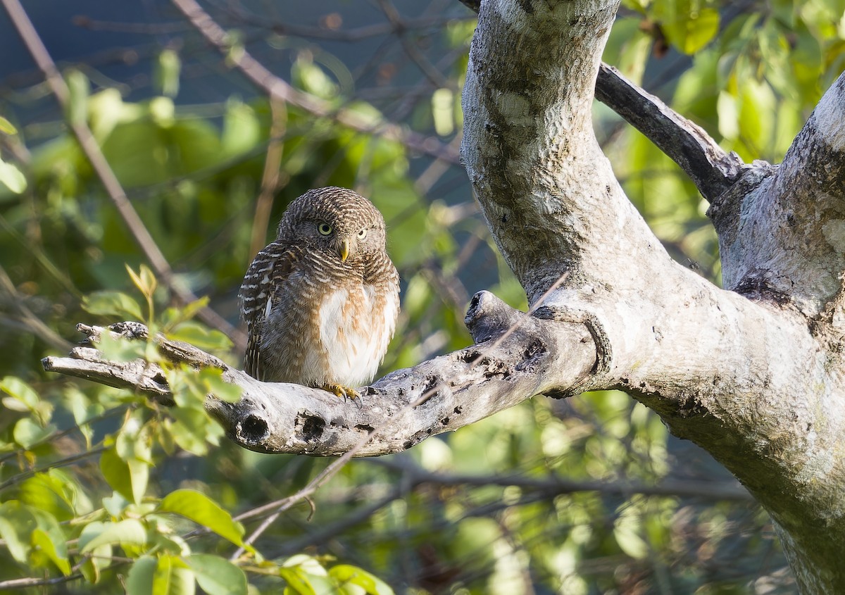 Asian Barred Owlet - ML634743287