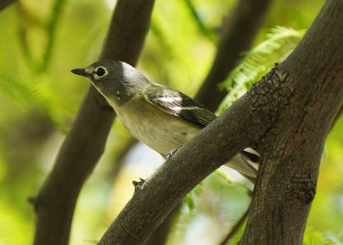 Cassin's Vireo - ML634743300