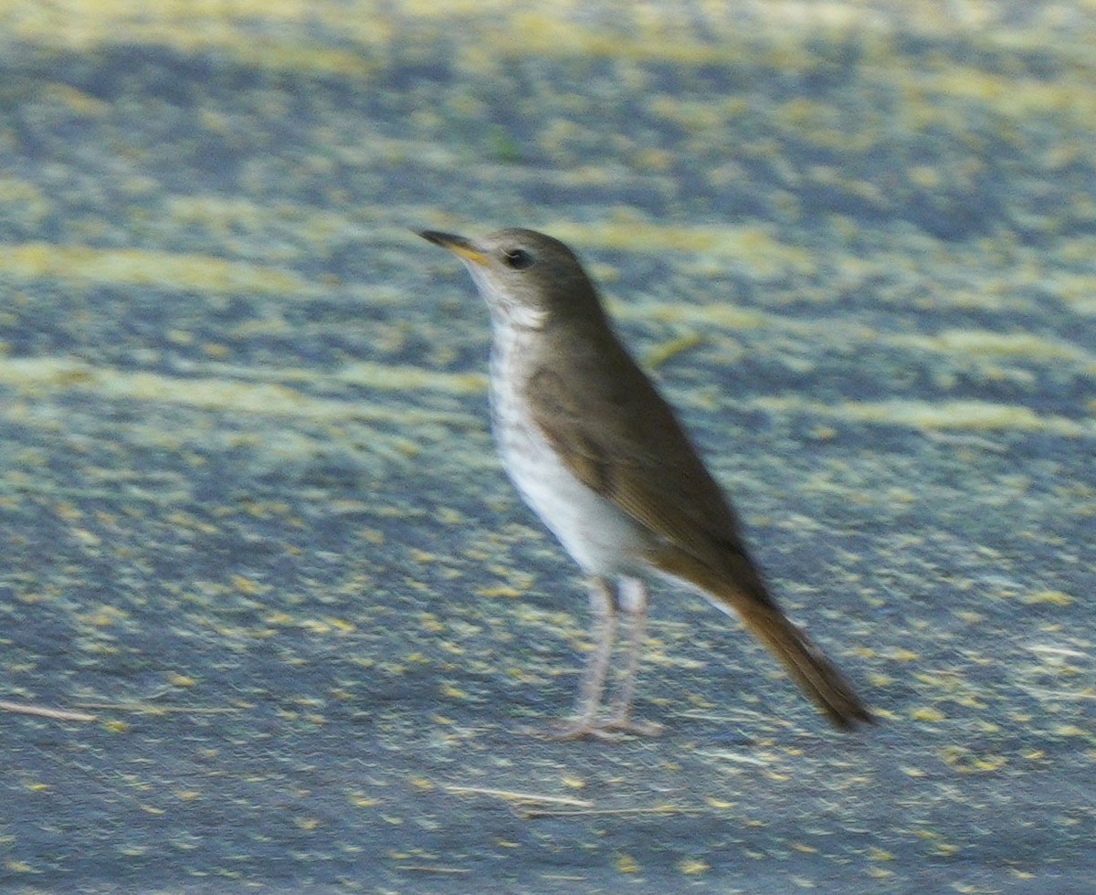 Hermit Thrush - ML634743309