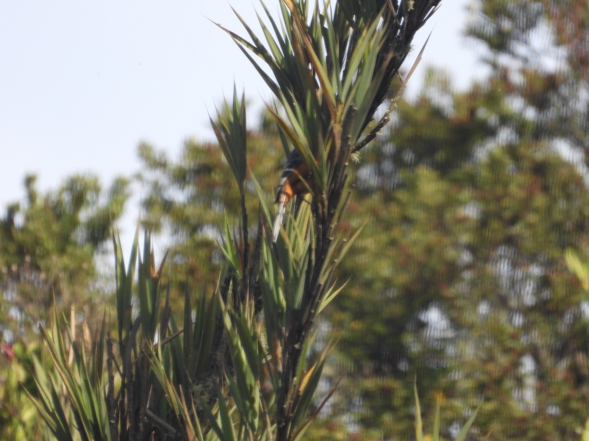 Chestnut-bellied Chat-Tyrant - ML634743329