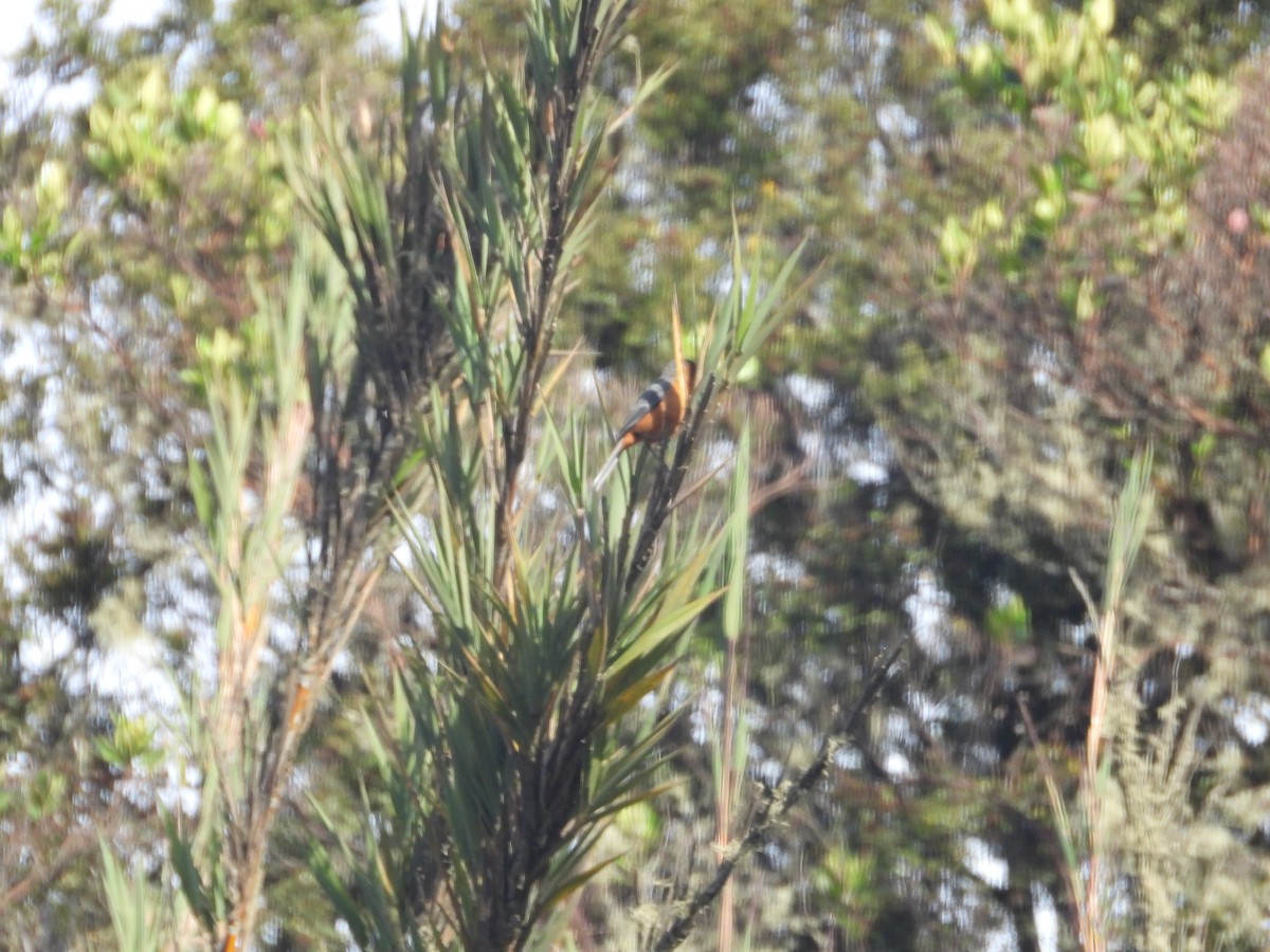 Chestnut-bellied Chat-Tyrant - ML634743330