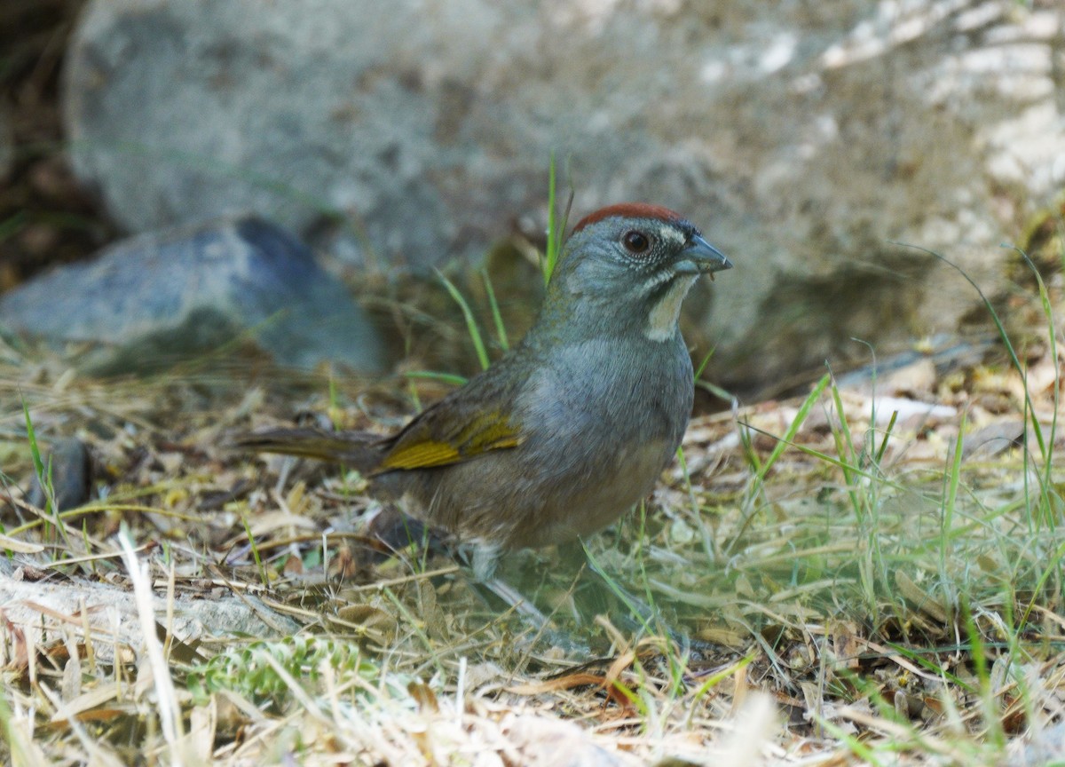 Green-tailed Towhee - ML634743345