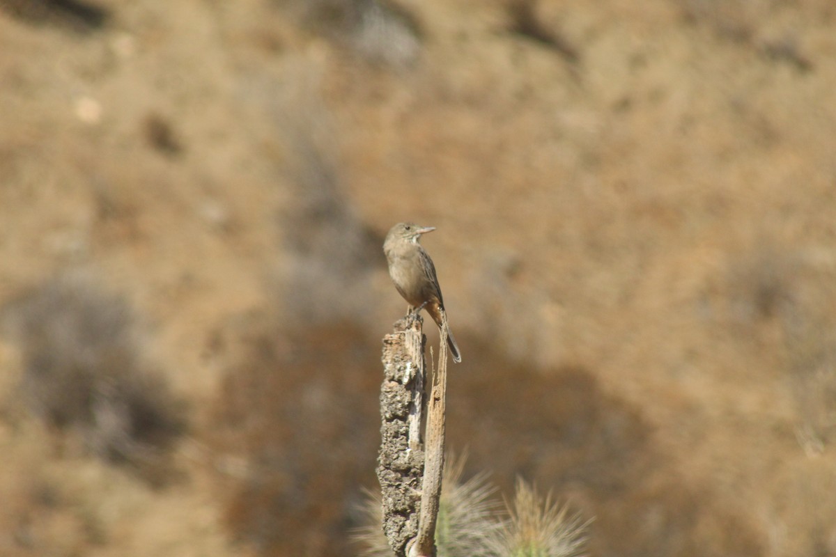 Great Shrike-Tyrant - ML634743360