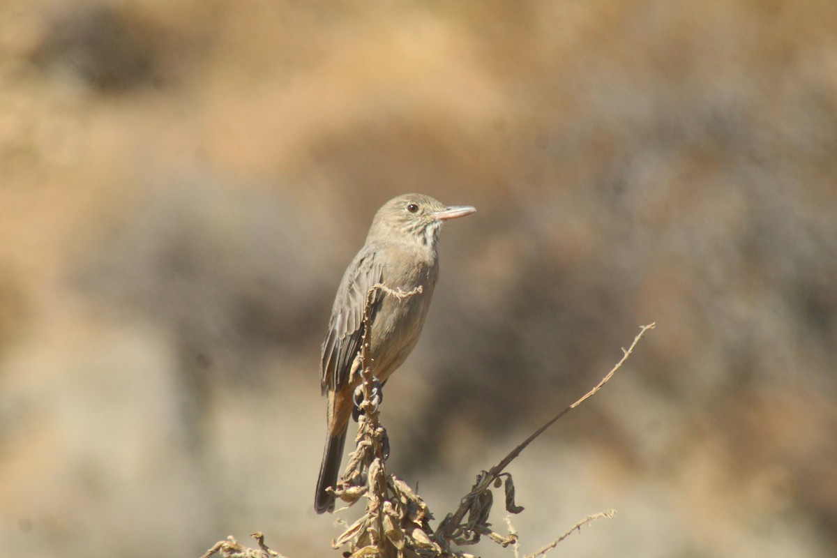 Great Shrike-Tyrant - ML634743361