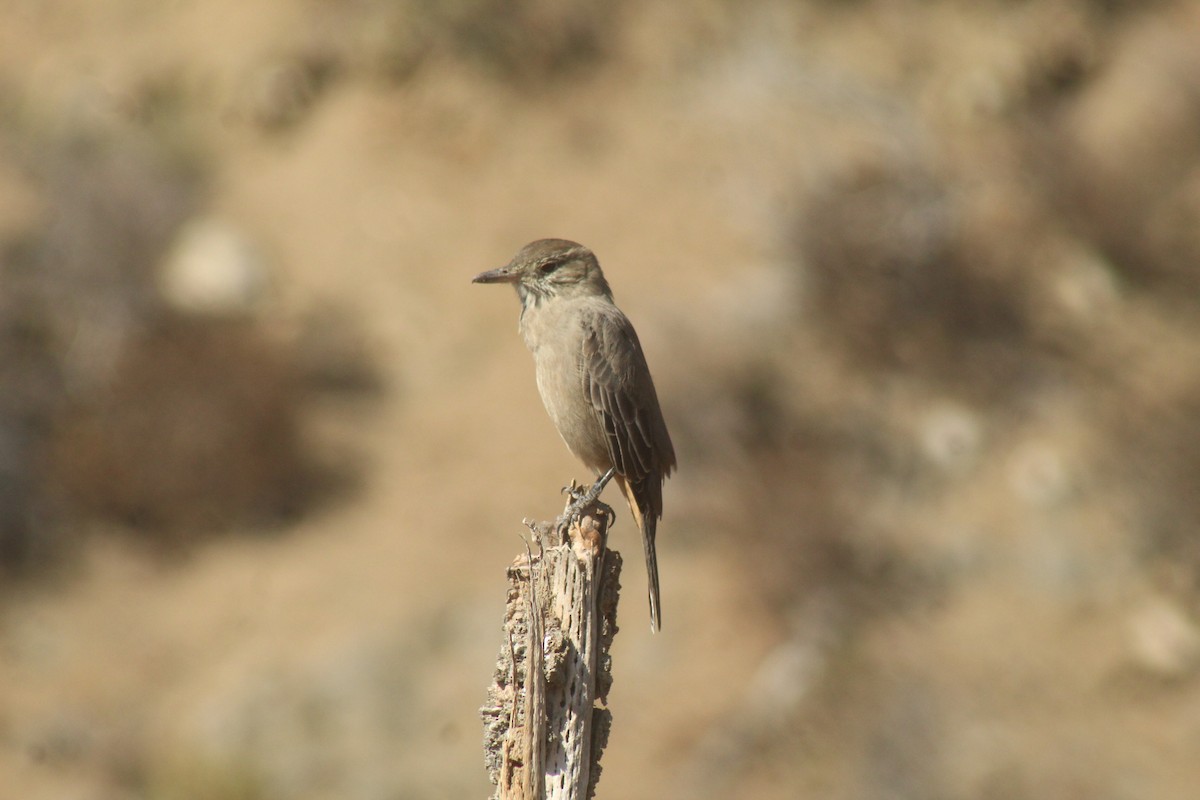 Great Shrike-Tyrant - ML634743362