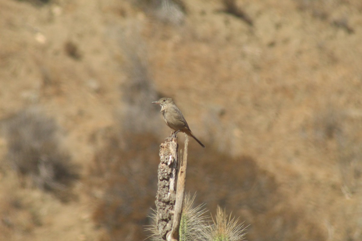 Great Shrike-Tyrant - ML634743363