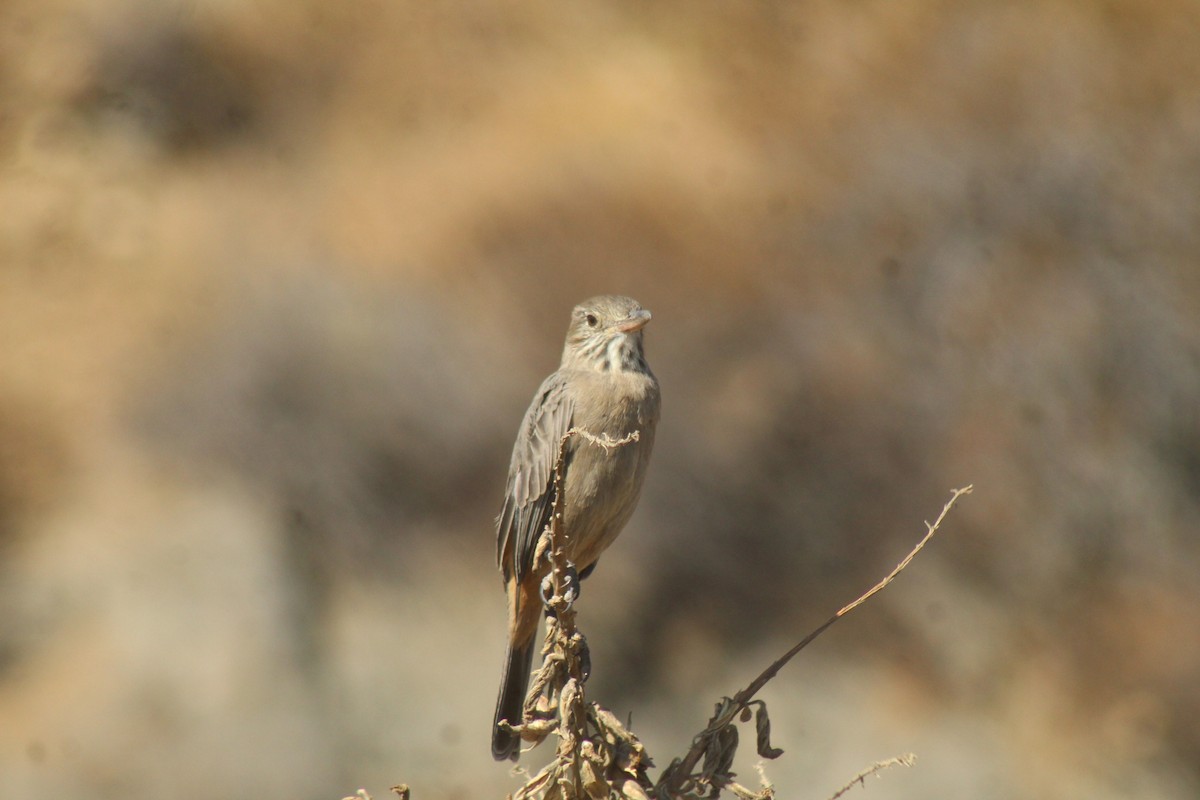 Great Shrike-Tyrant - ML634743366
