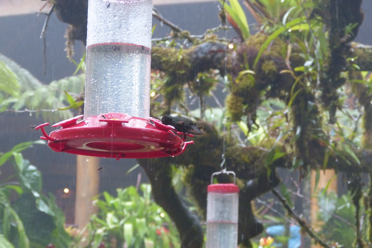 Black-bellied Hummingbird - ML634743411