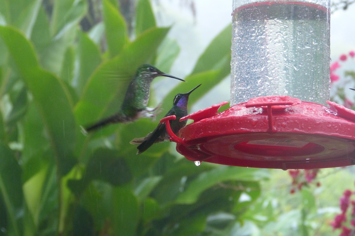 Purple-throated Mountain-gem - ML634743461
