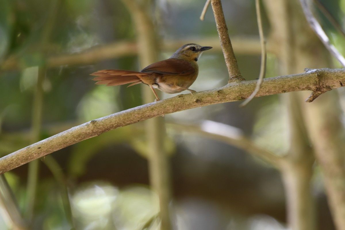 Ochre-cheeked Spinetail - ML634743465