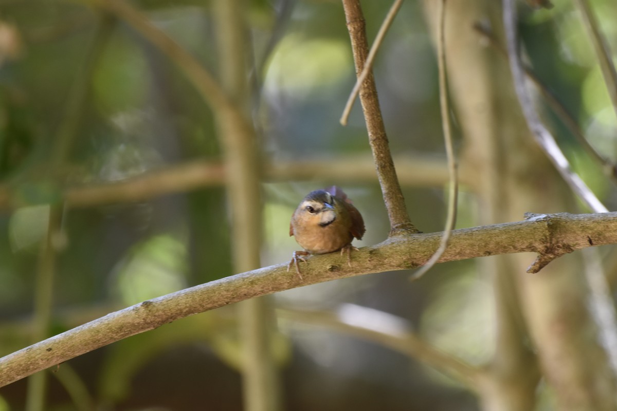 Ochre-cheeked Spinetail - ML634743467