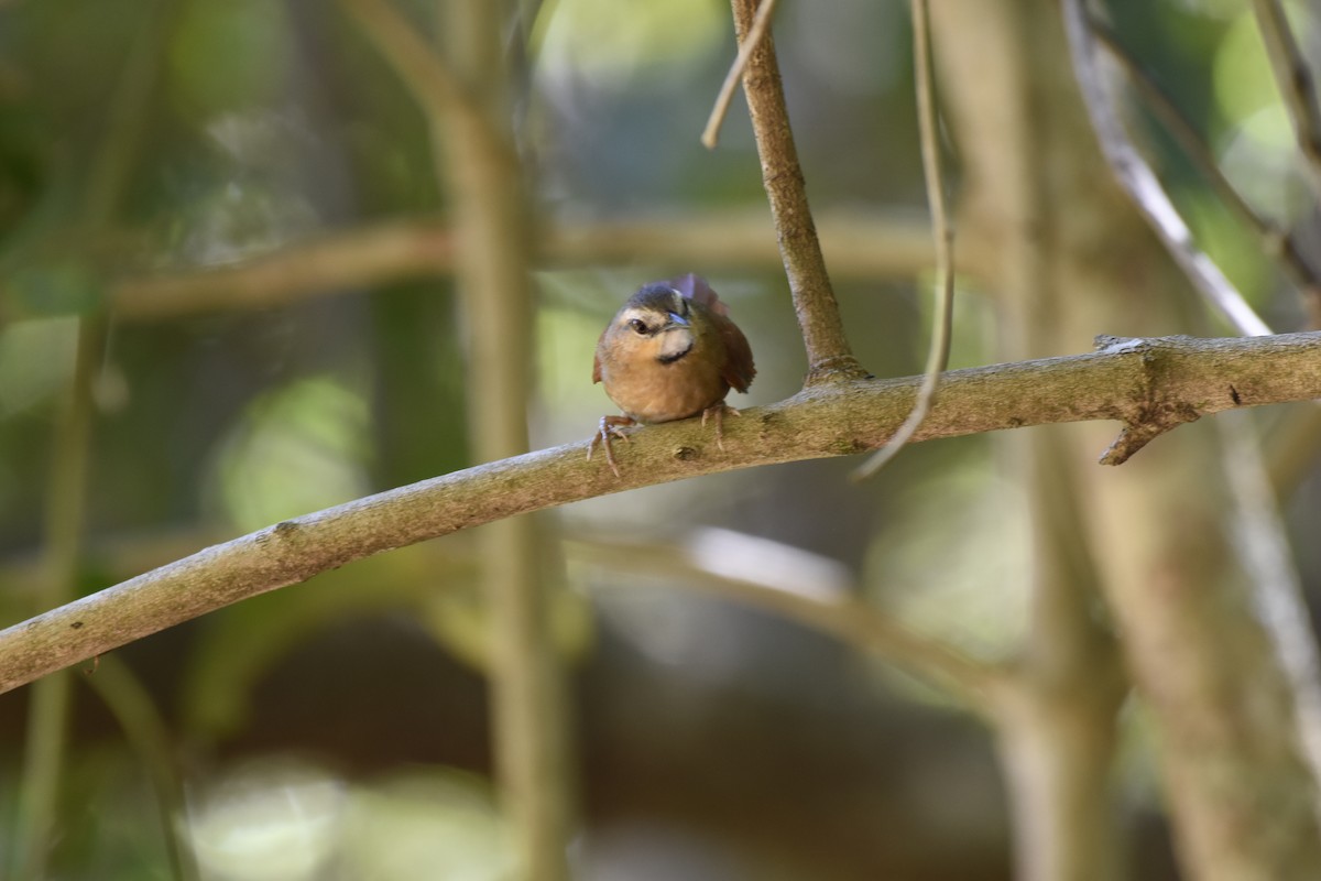 Ochre-cheeked Spinetail - ML634743468
