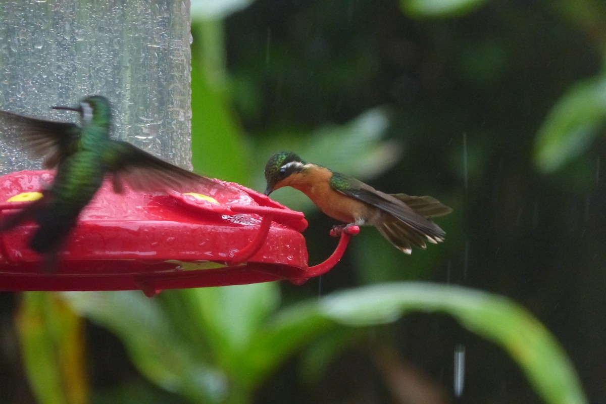 Purple-throated Mountain-gem - ML634743522
