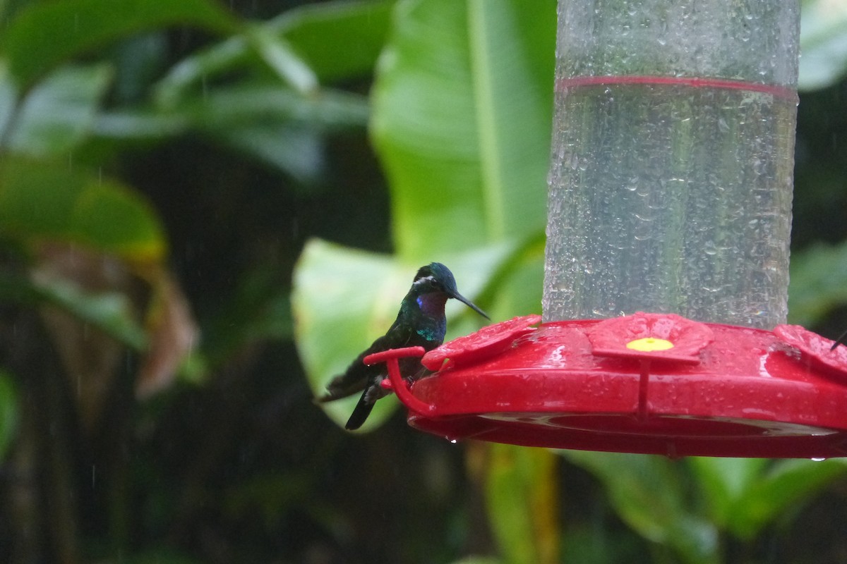 Purple-throated Mountain-gem - ML634743540