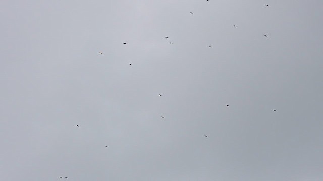 Mississippi Kite - ML634743755
