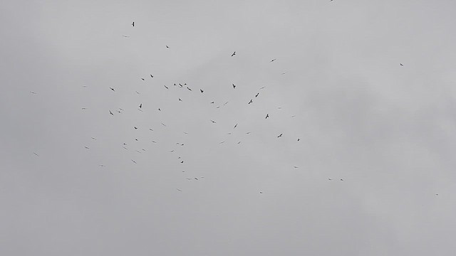 Mississippi Kite - ML634743867