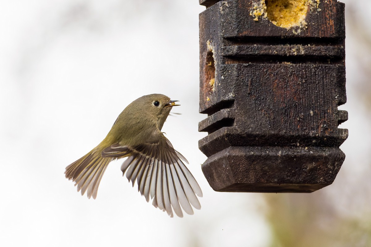 Ruby-crowned Kinglet - ML634744113
