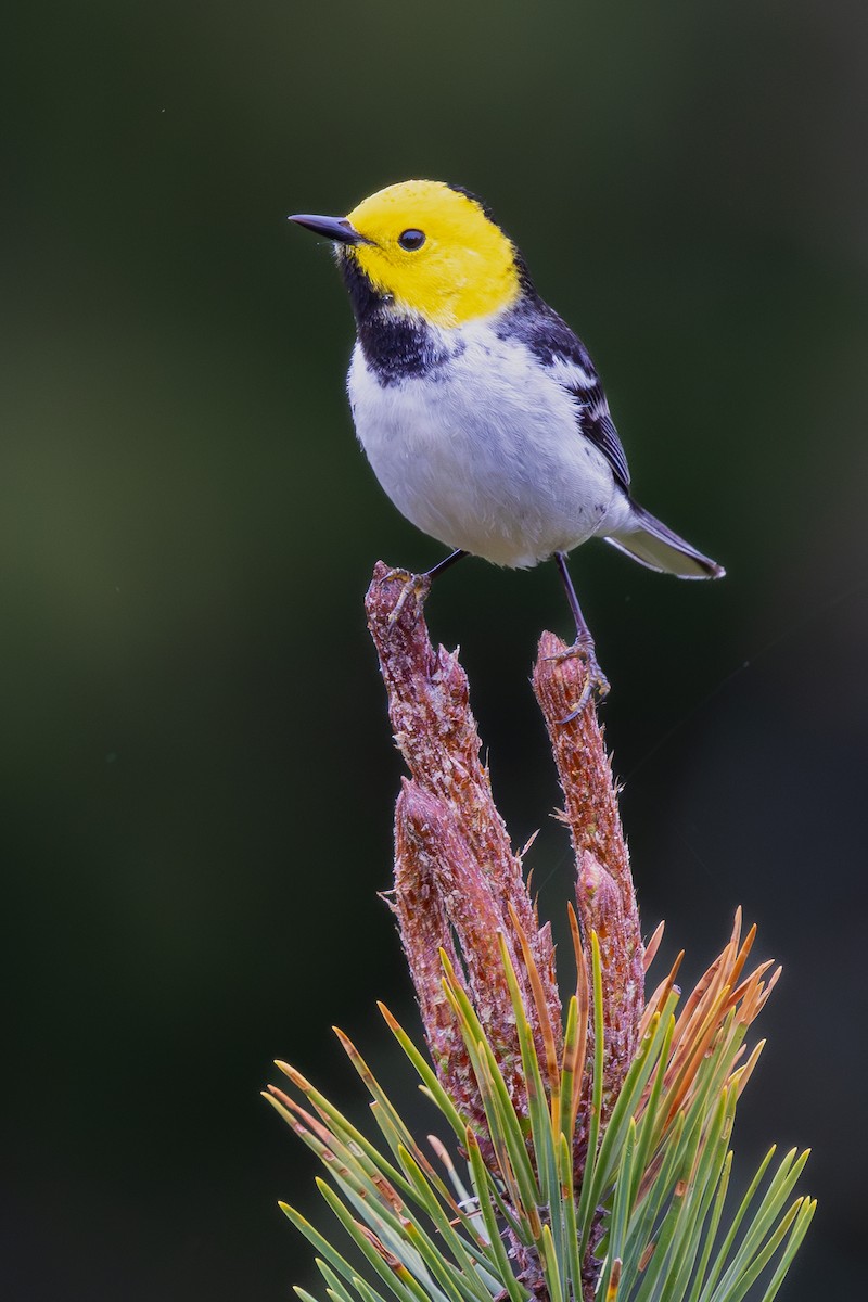 Hermit Warbler - ML634744141