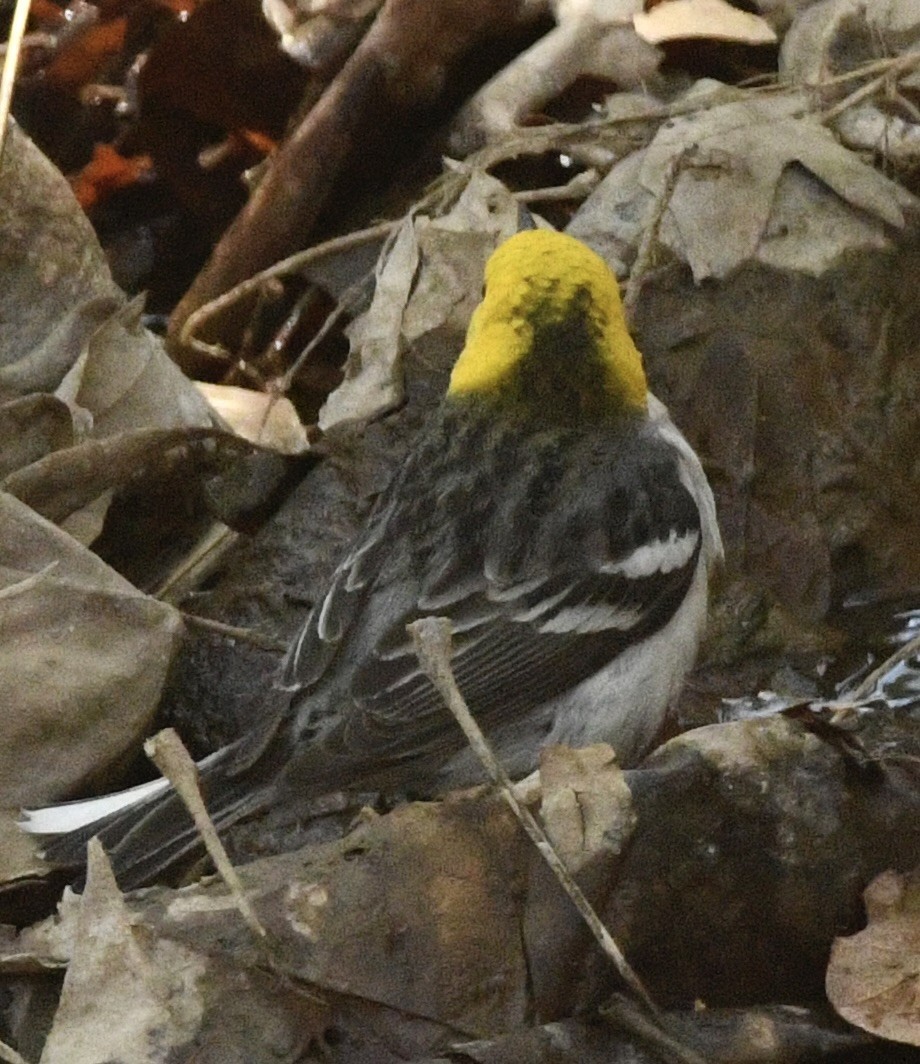 Hermit Warbler - ML634744184