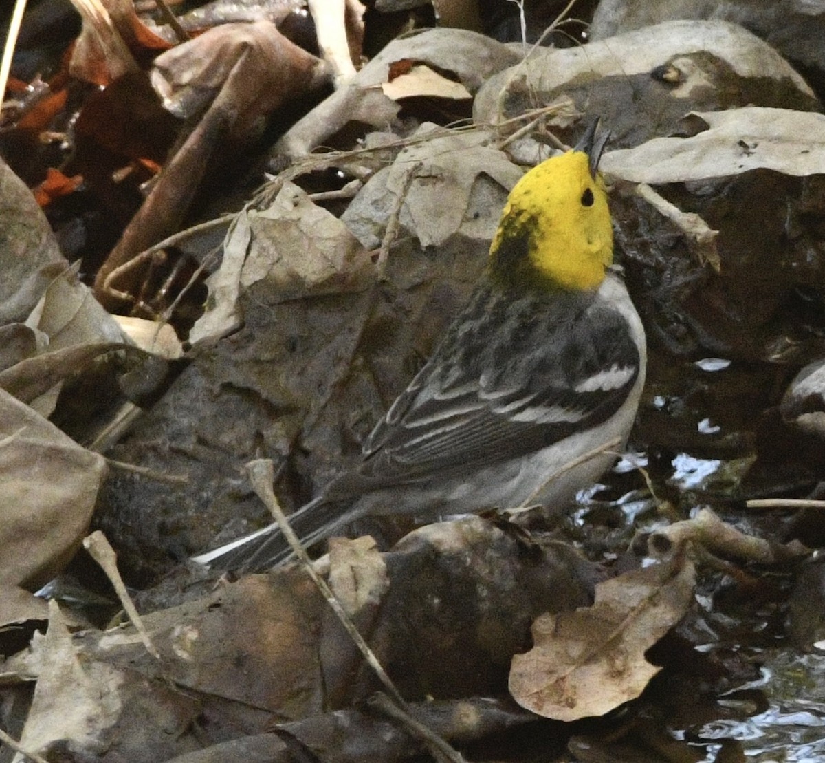 Hermit Warbler - ML634744185