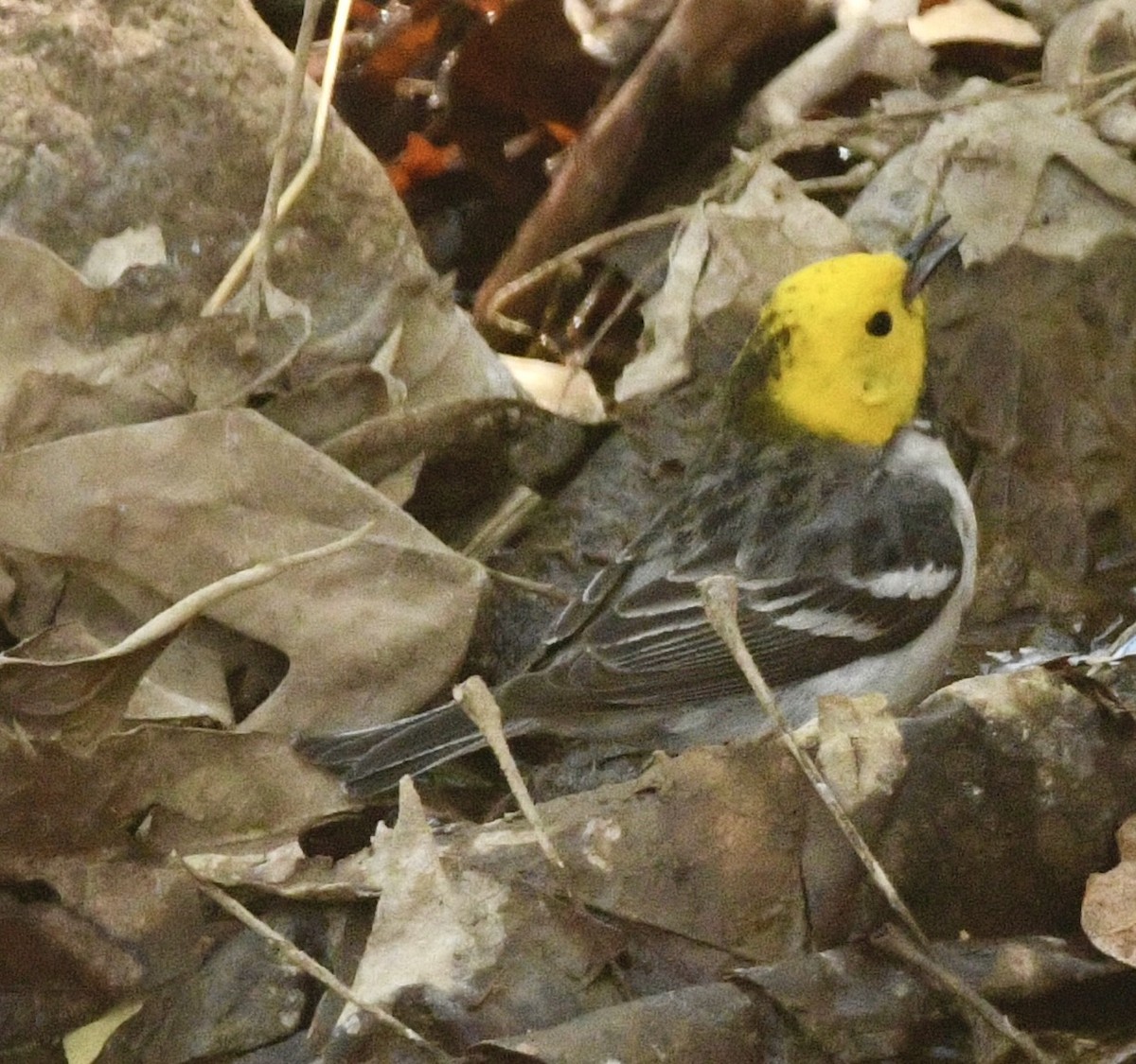 Hermit Warbler - ML634744186