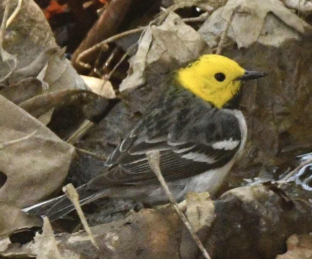 Hermit Warbler - ML634744187