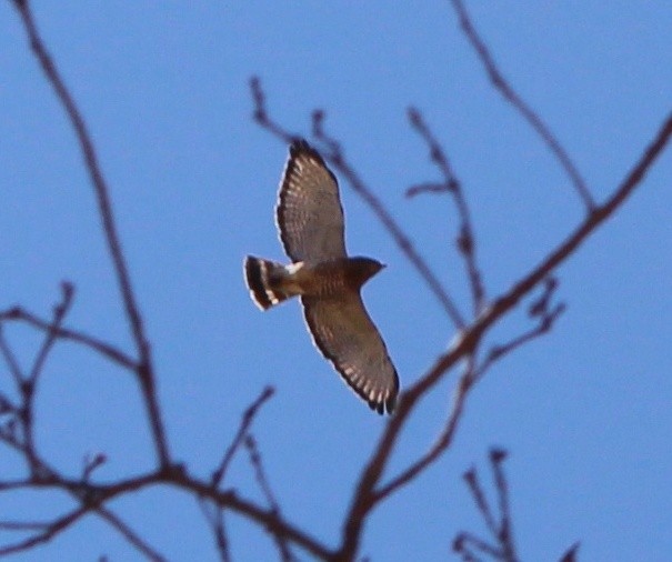 Broad-winged Hawk - ML634744202