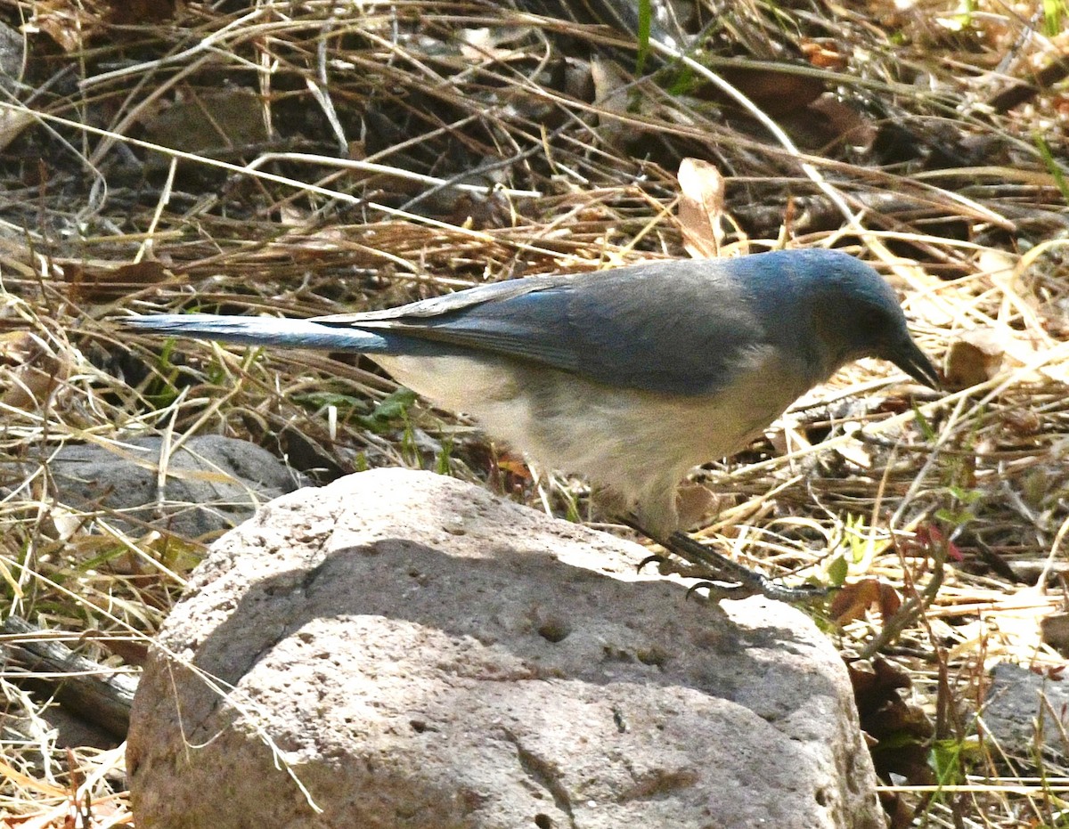 Mexican Jay - ML634744268