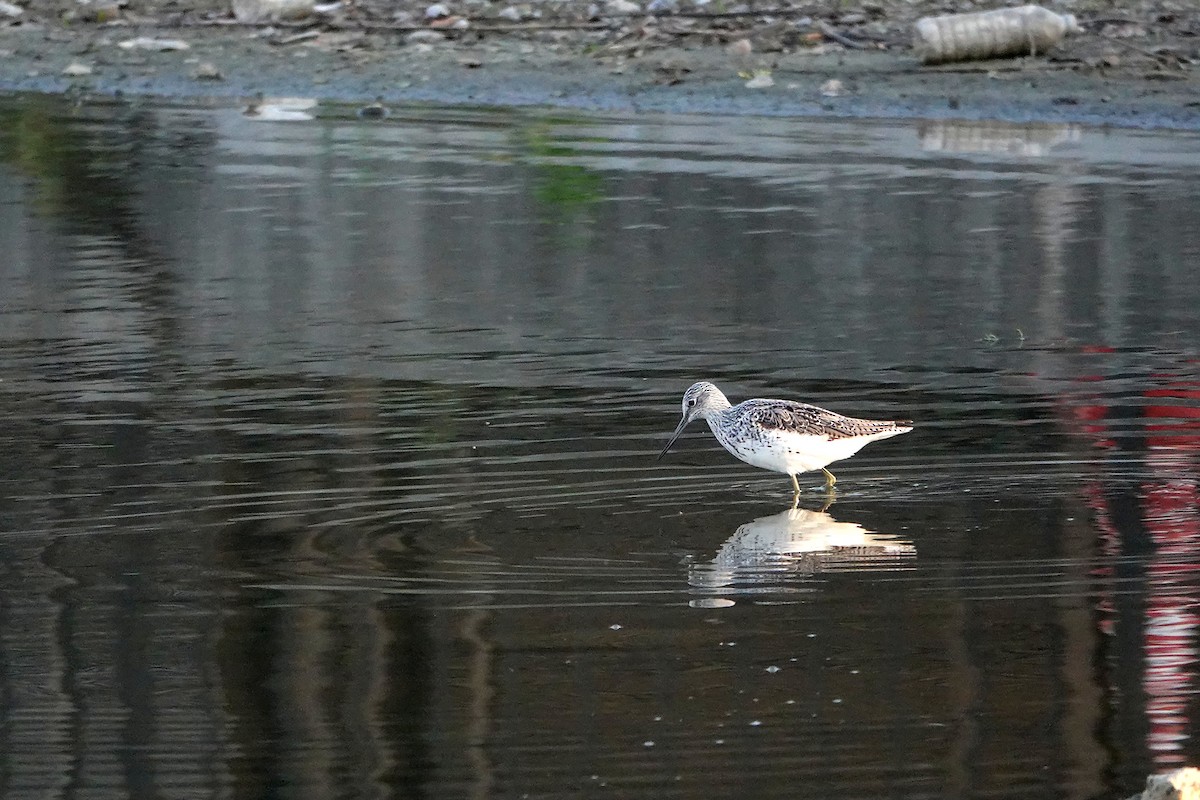 Common Greenshank - ML634744279