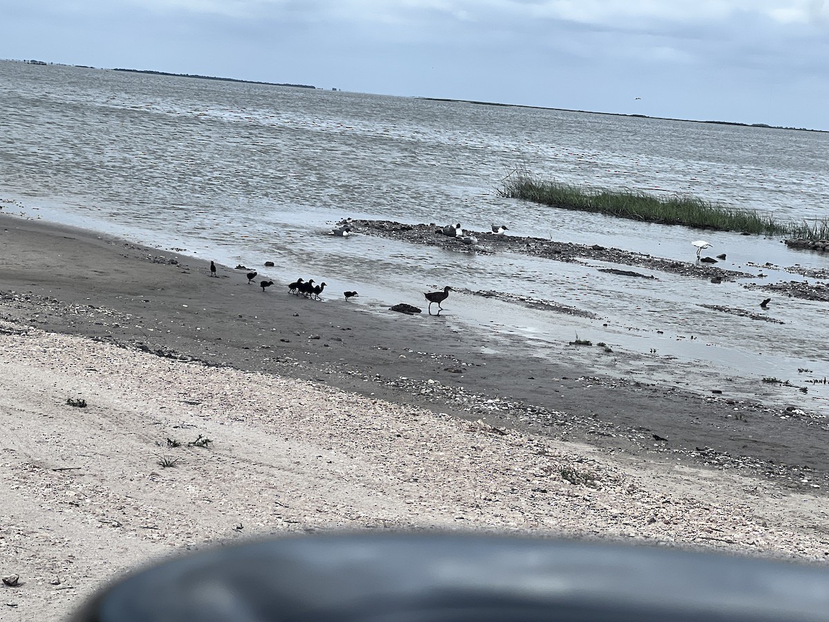 King/Clapper Rail - ML634744306
