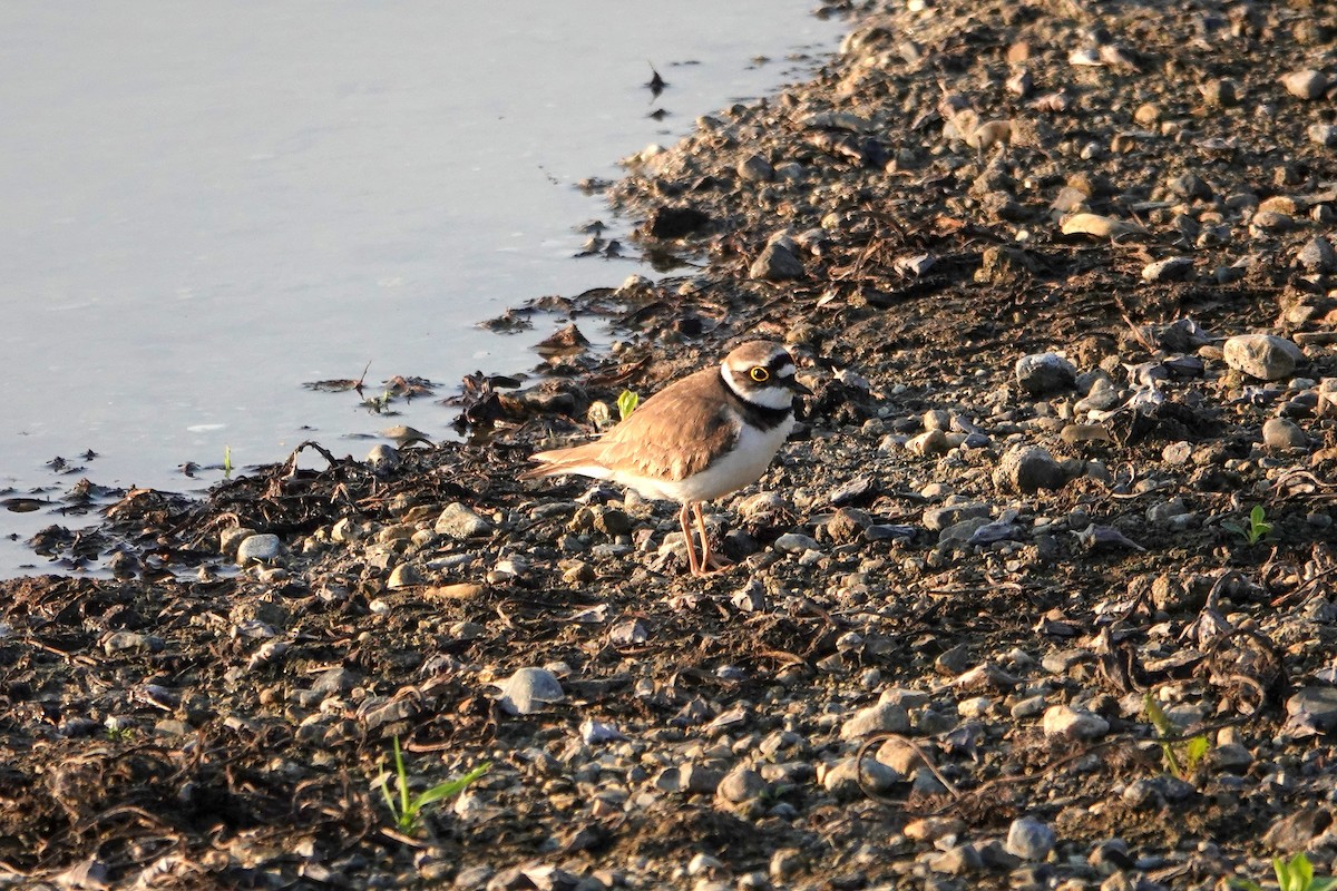Little Ringed Plover - ML634744316