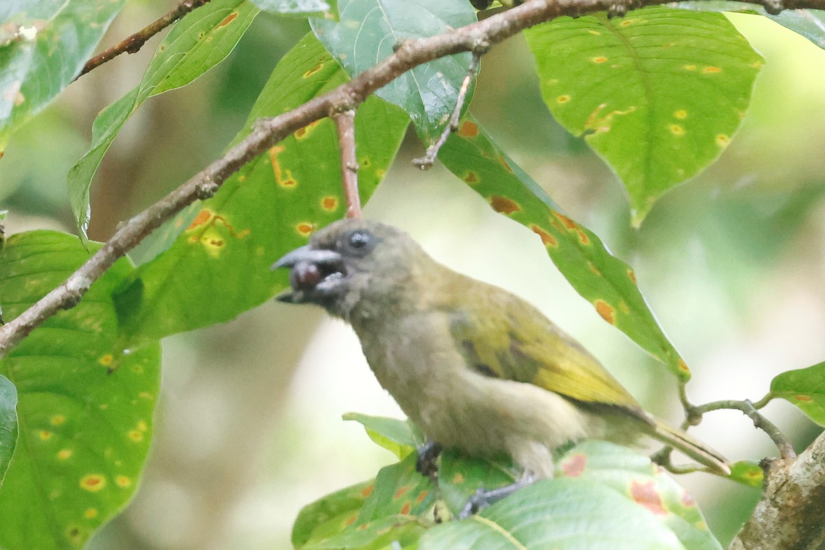 Green Barbet - ML634744438