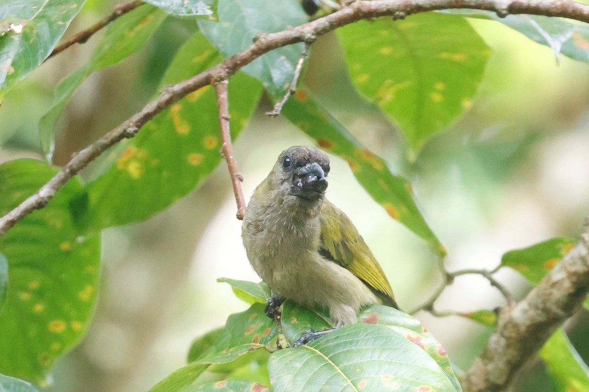 Green Barbet - ML634744439