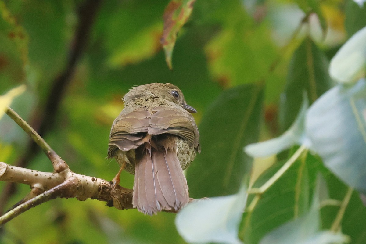 Little Greenbul - ML634744473