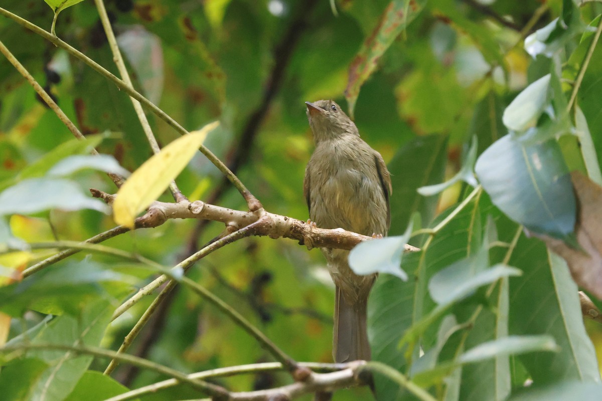 Little Greenbul - ML634744475