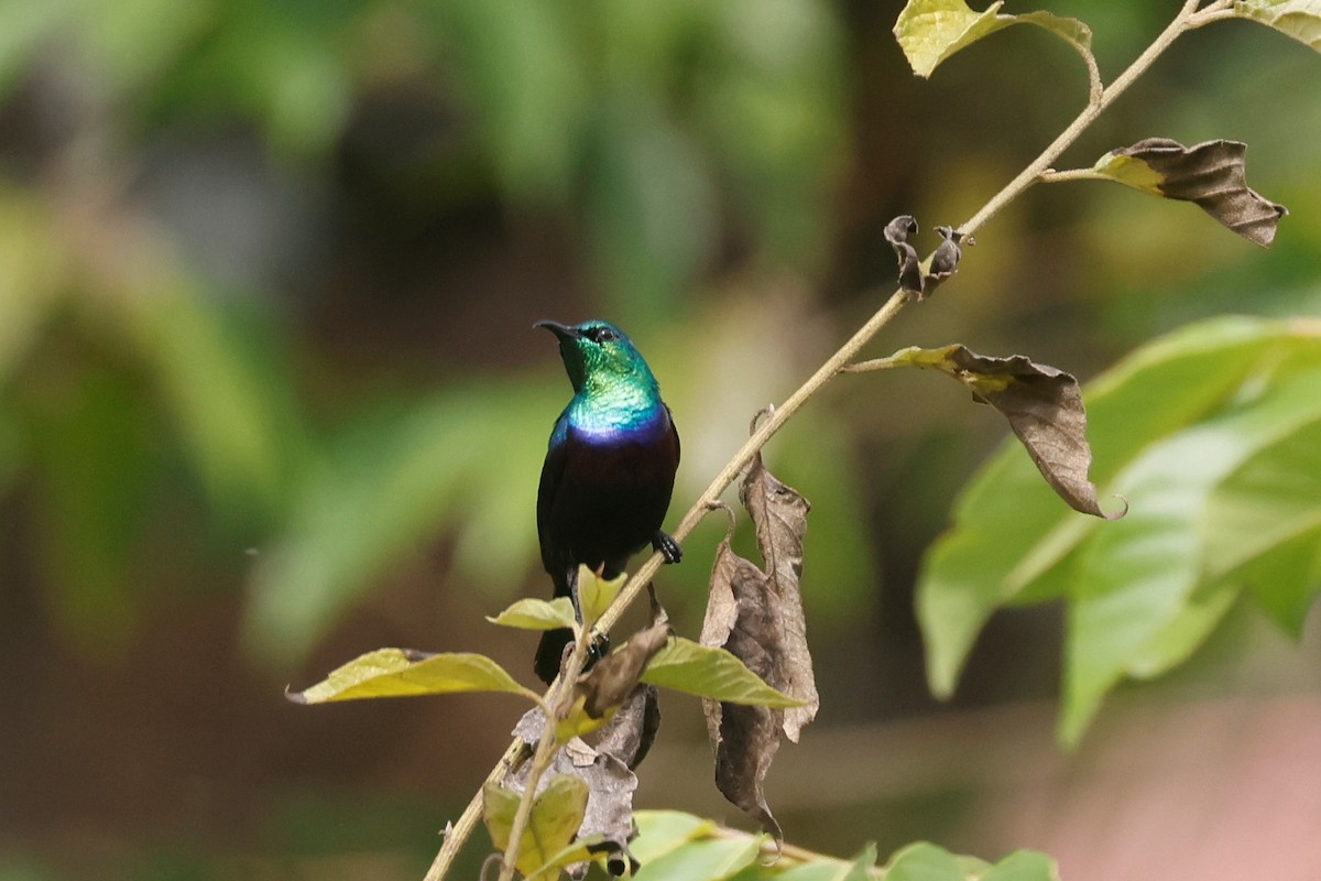Purple-banded Sunbird - ML634744494