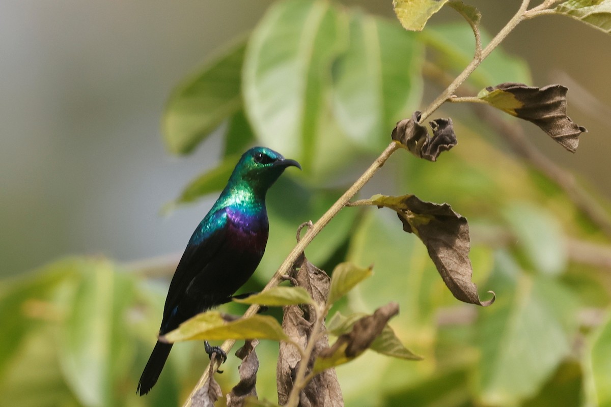 Purple-banded Sunbird - ML634744495