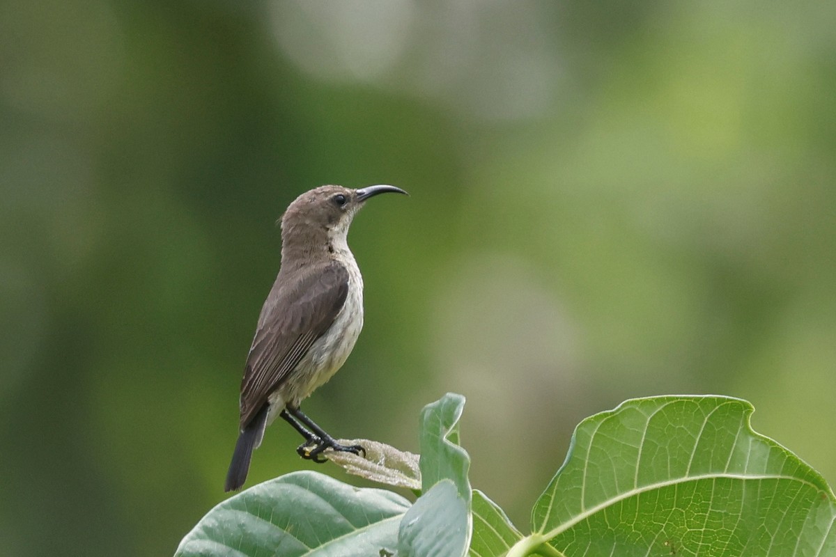 Purple-banded Sunbird - ML634744615