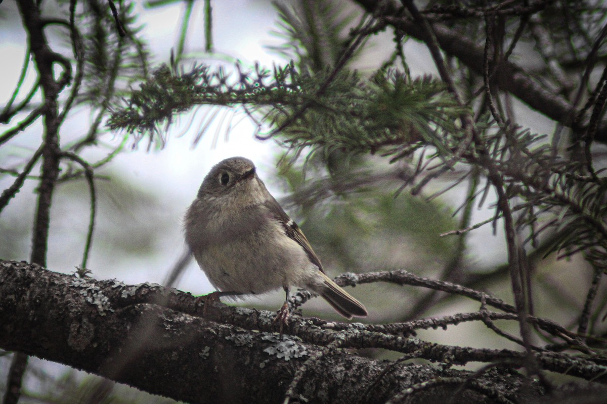Ruby-crowned Kinglet - ML634744667