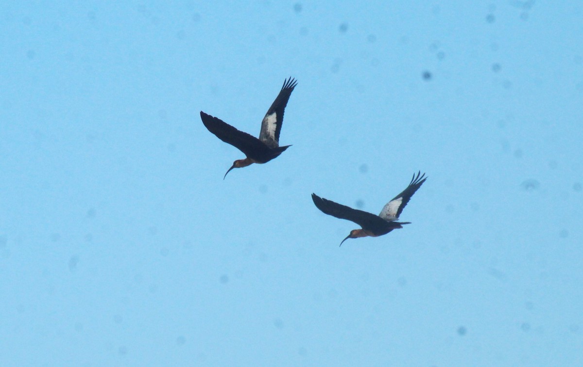 Black-faced Ibis - ML634744712
