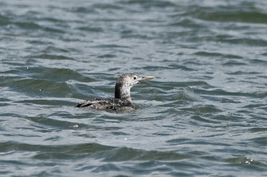 Yellow-billed Loon - ML634744747