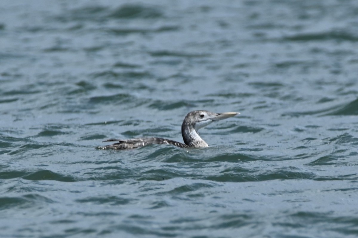 Yellow-billed Loon - ML634744749