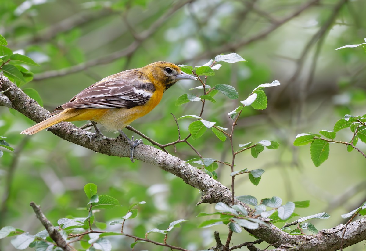 Baltimore Oriole - ML634744750