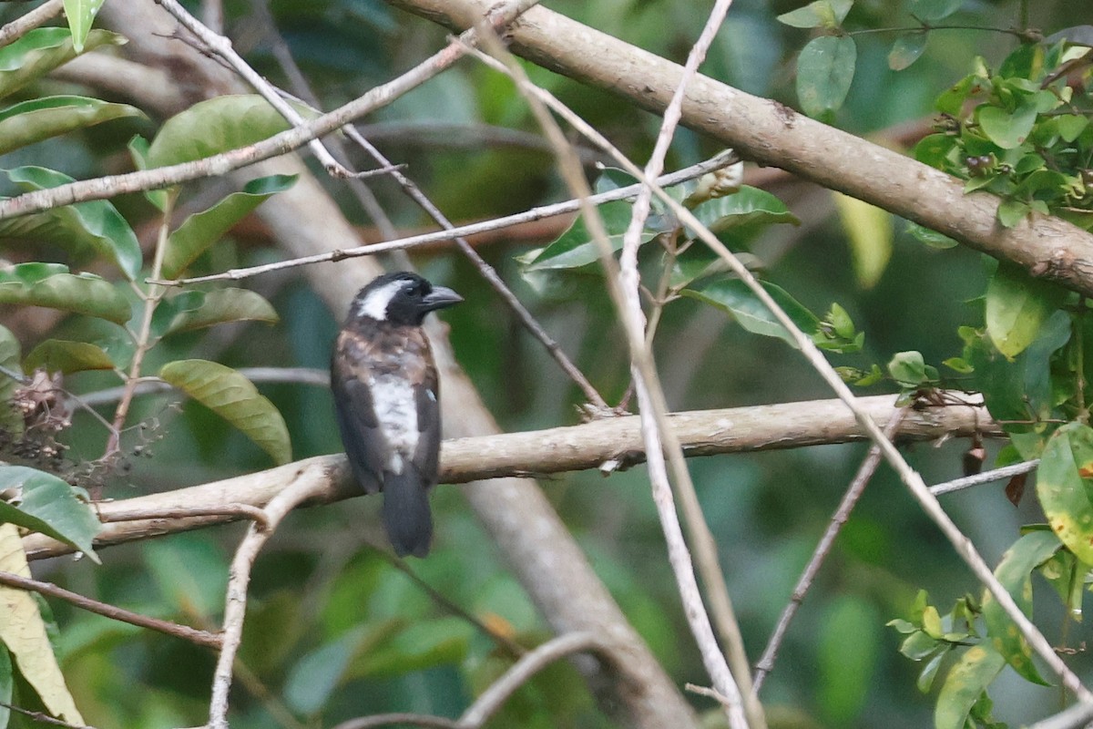 White-eared Barbet - ML634744861