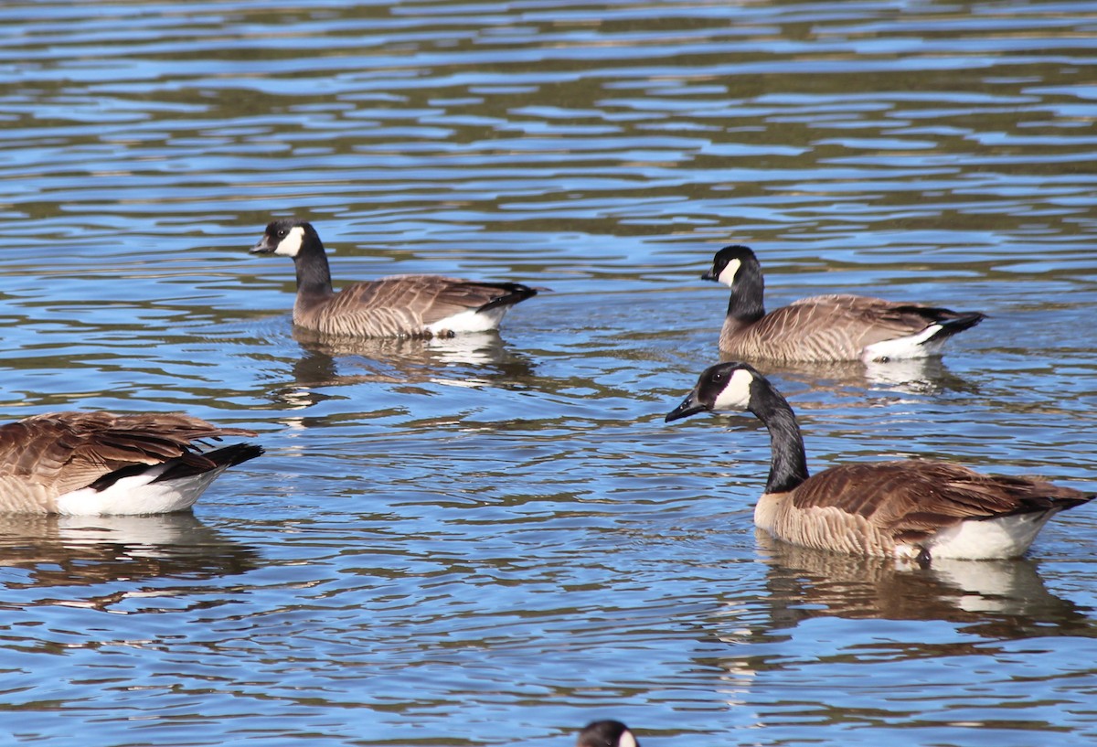 Cackling Goose - ML634744891